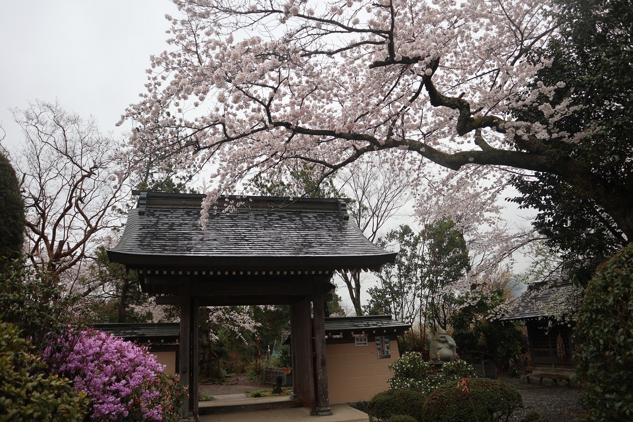 光厳寺のヤマザクラ - Guidoor