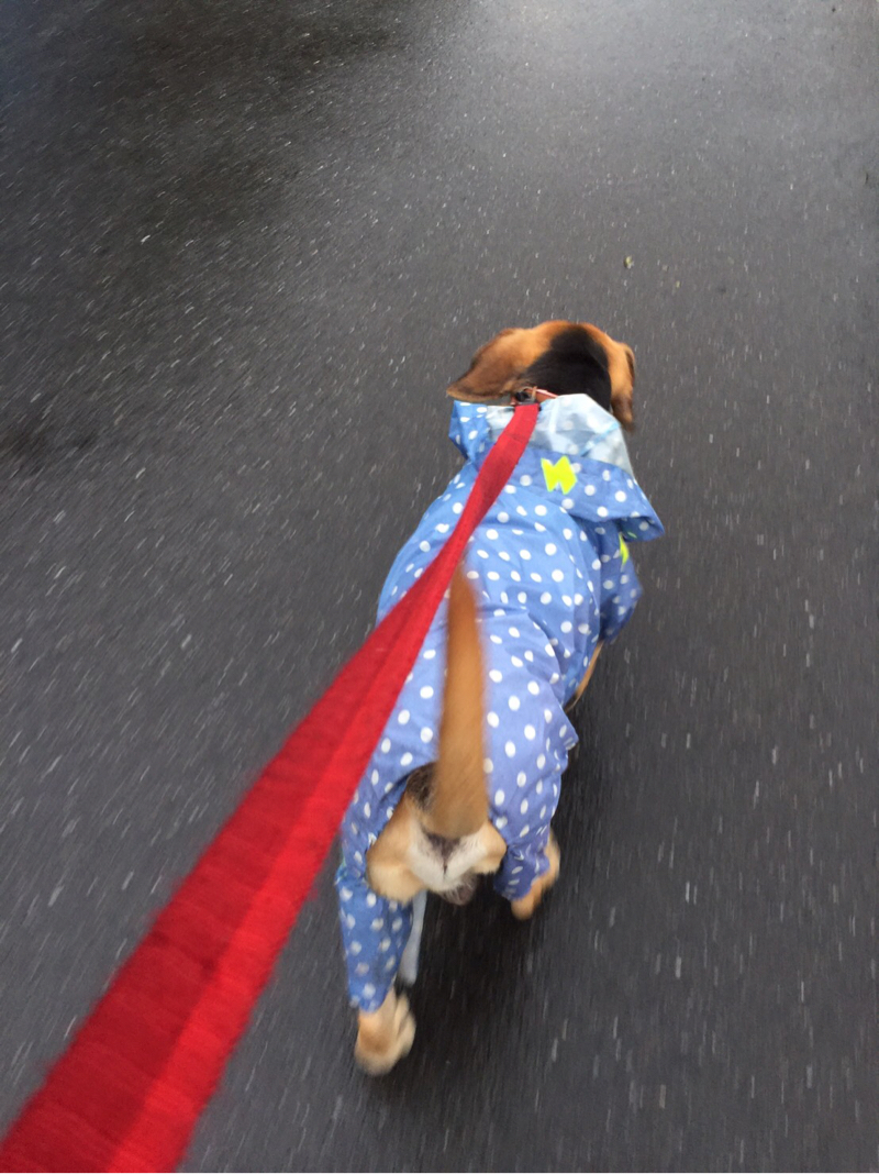 遛狗趣 - 可愛的巴萊-散步