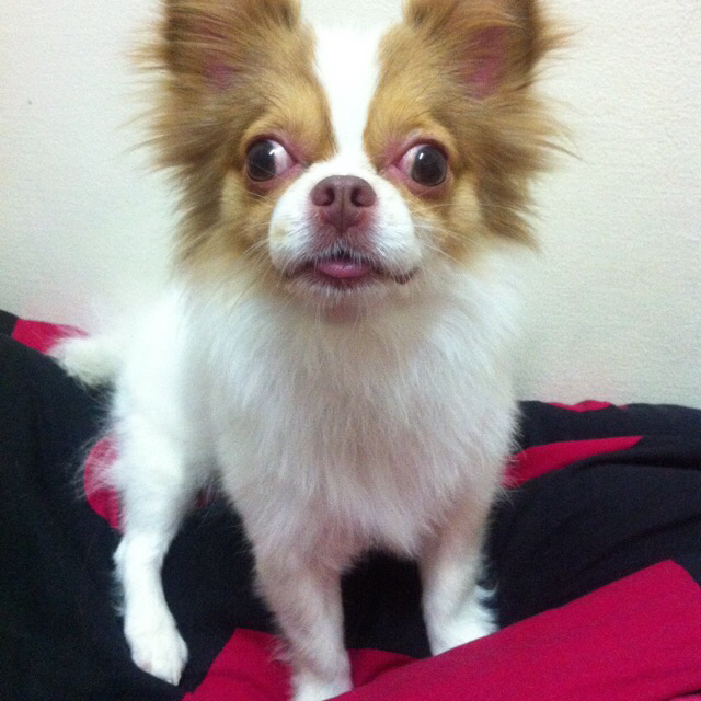 提供寄養服務的專家安心寵物寄養