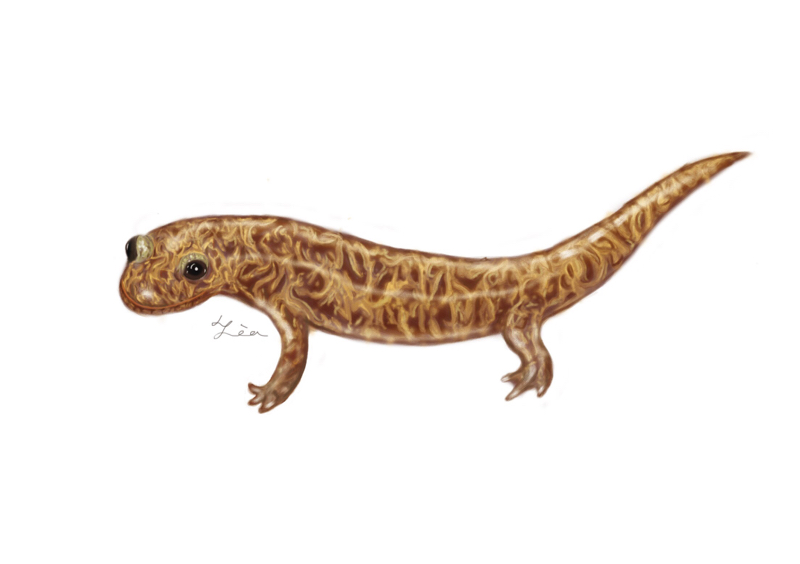 蔡馥伃 - 山椒魚插畫