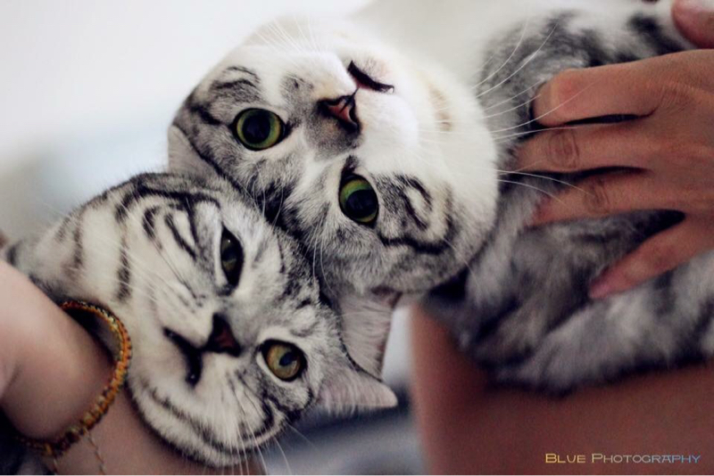 攝影服務 - 寵物寫真