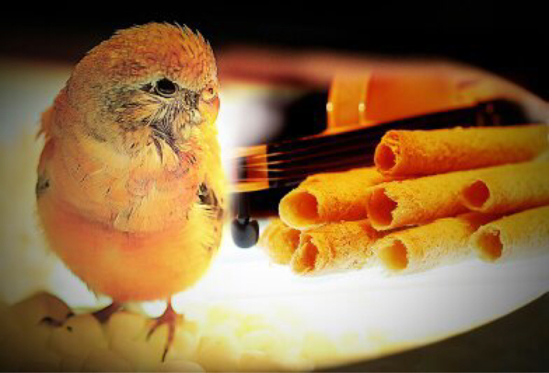 心意攝影工作室 Mind photo - 