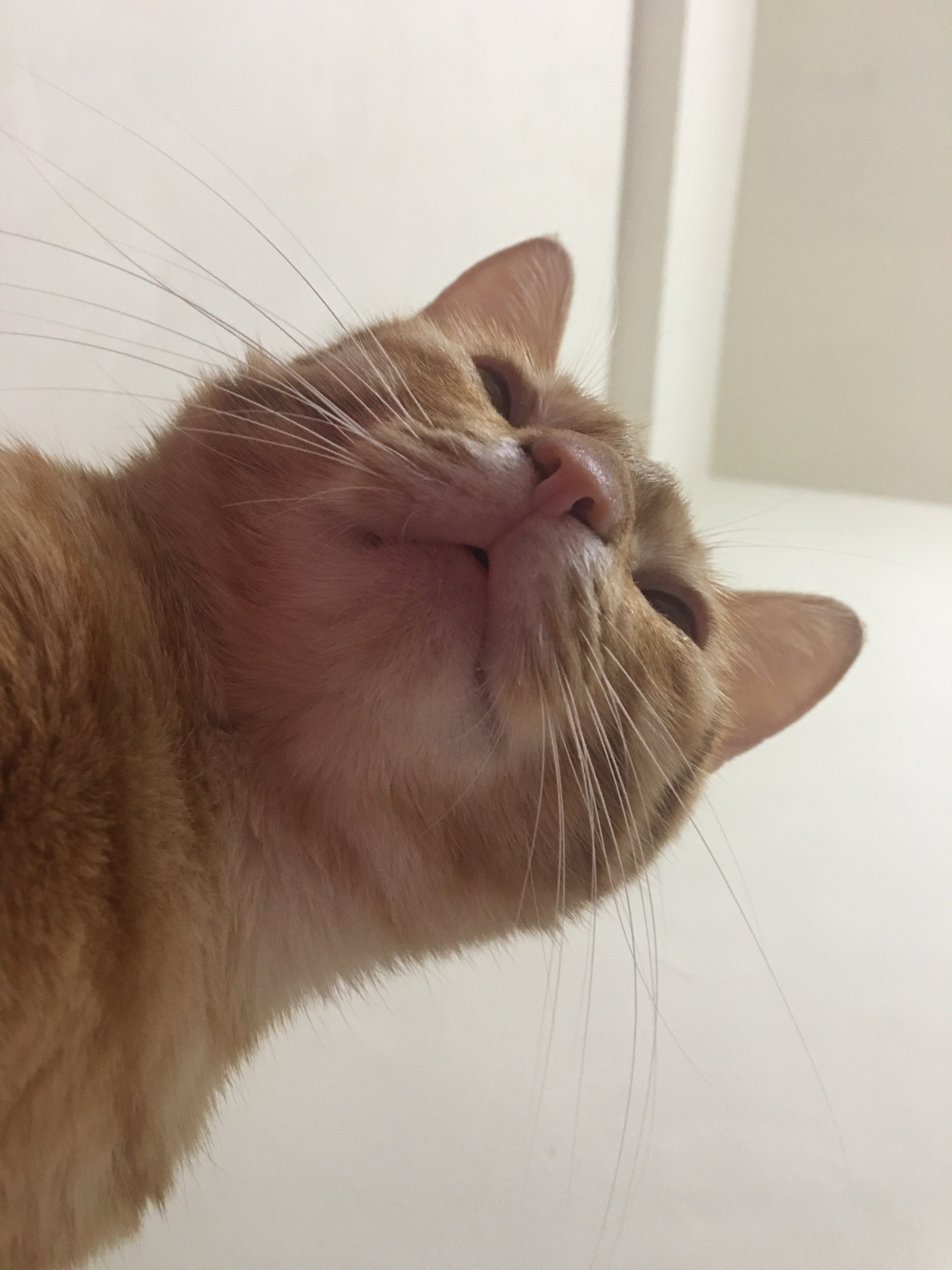 提供手工服務的專家Jenny小資手工