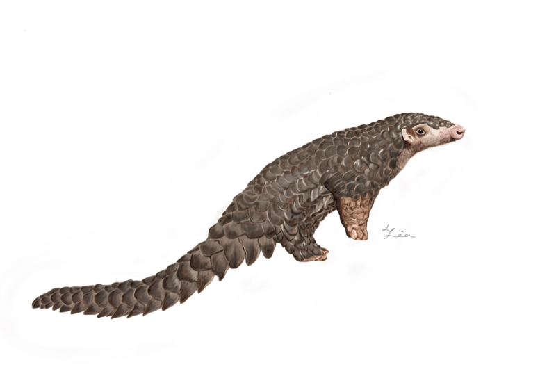 蔡馥伃 - 台灣穿山甲插畫