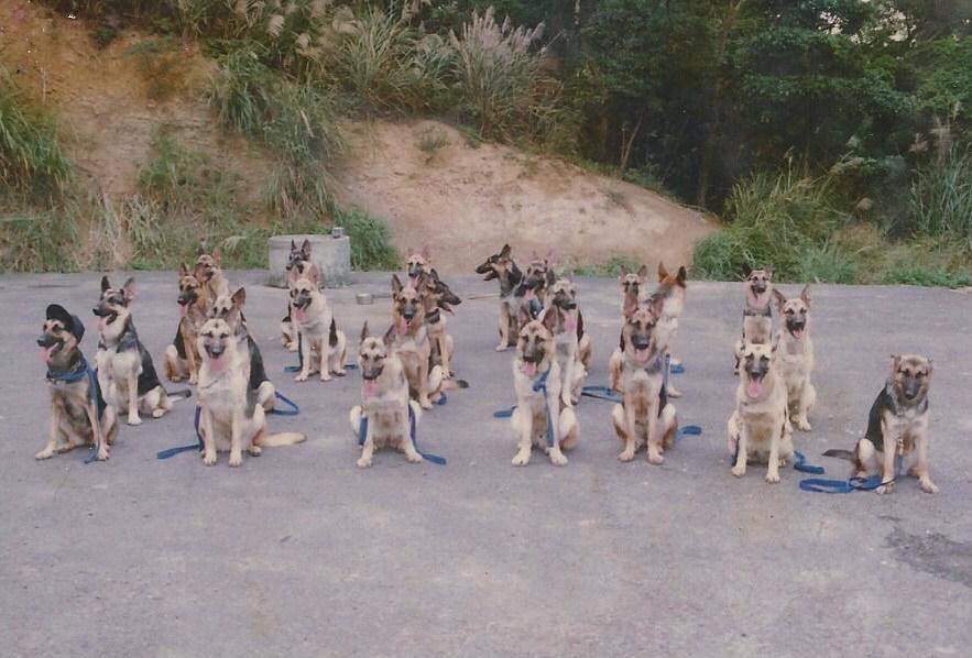 提供ssd救援服務的專家一定強犬類基本服從行為矯正訓練