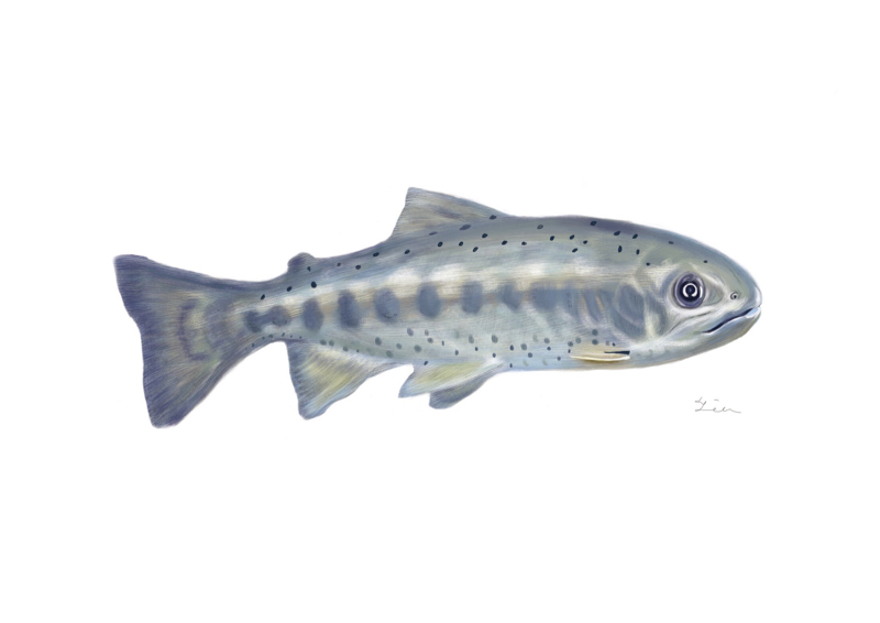 蔡馥伃 - 櫻花鉤吻鮭插畫