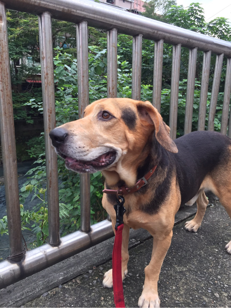 遛狗趣 - 可愛的巴萊-散步