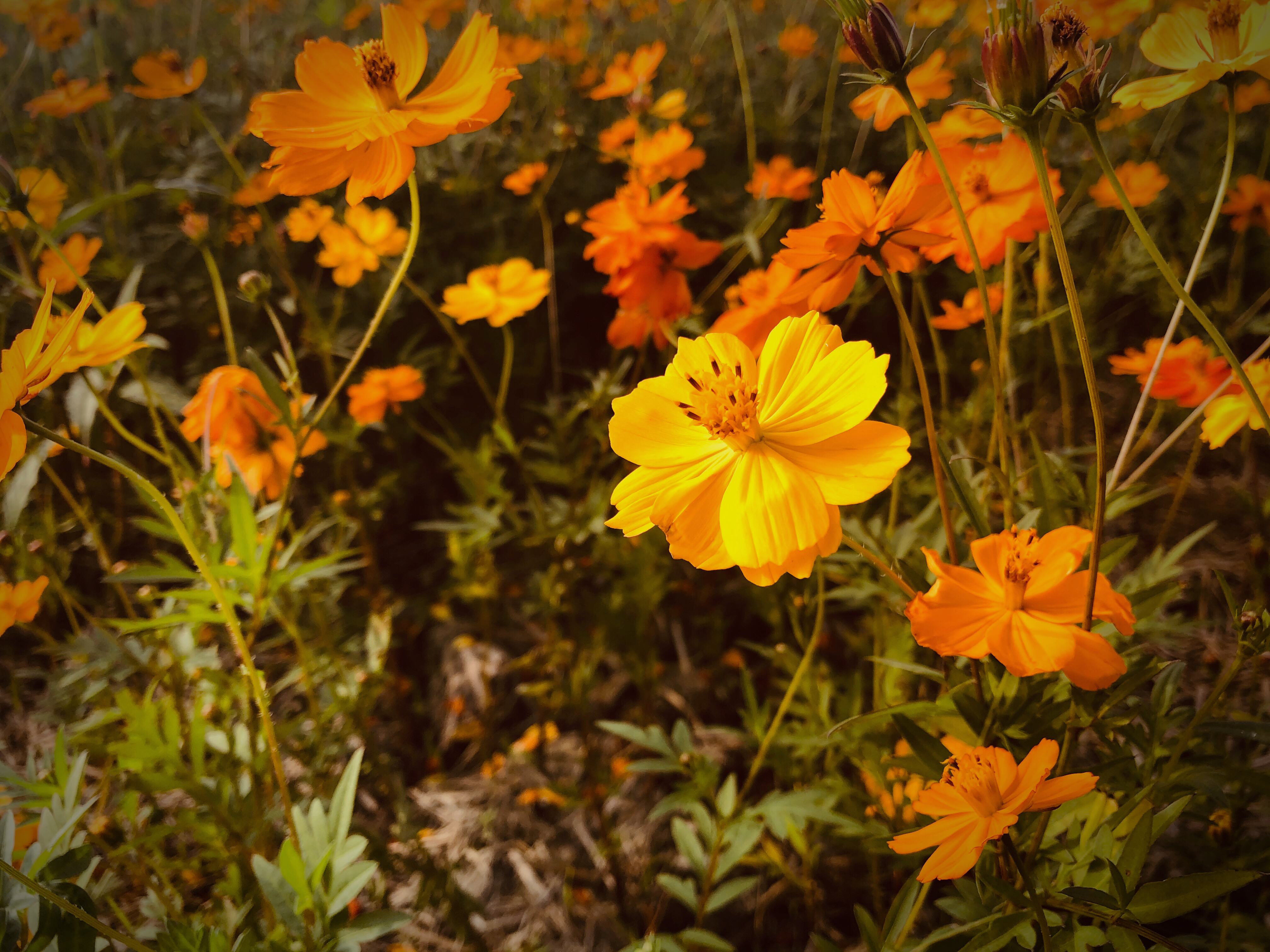 提供潤稿服務的專家日文翻譯