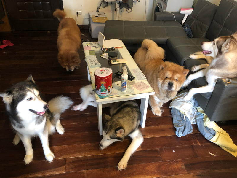 徐 - 狗狗到府安親