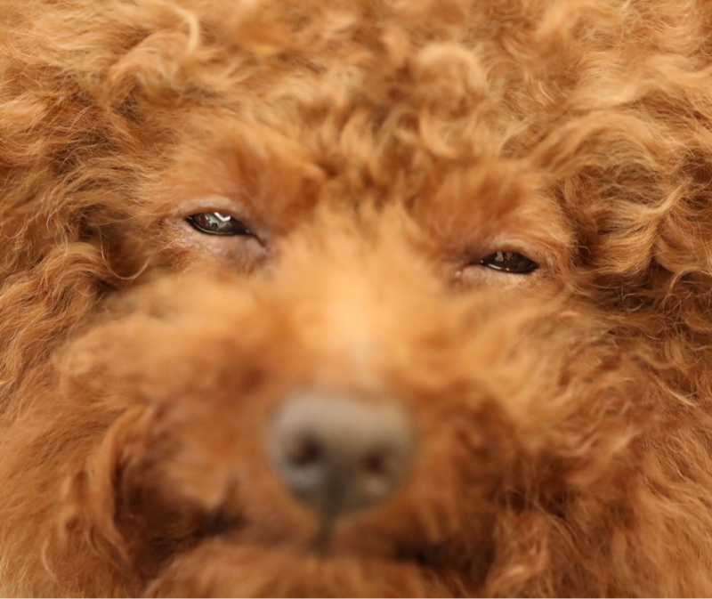 shoho - 寵物特寫