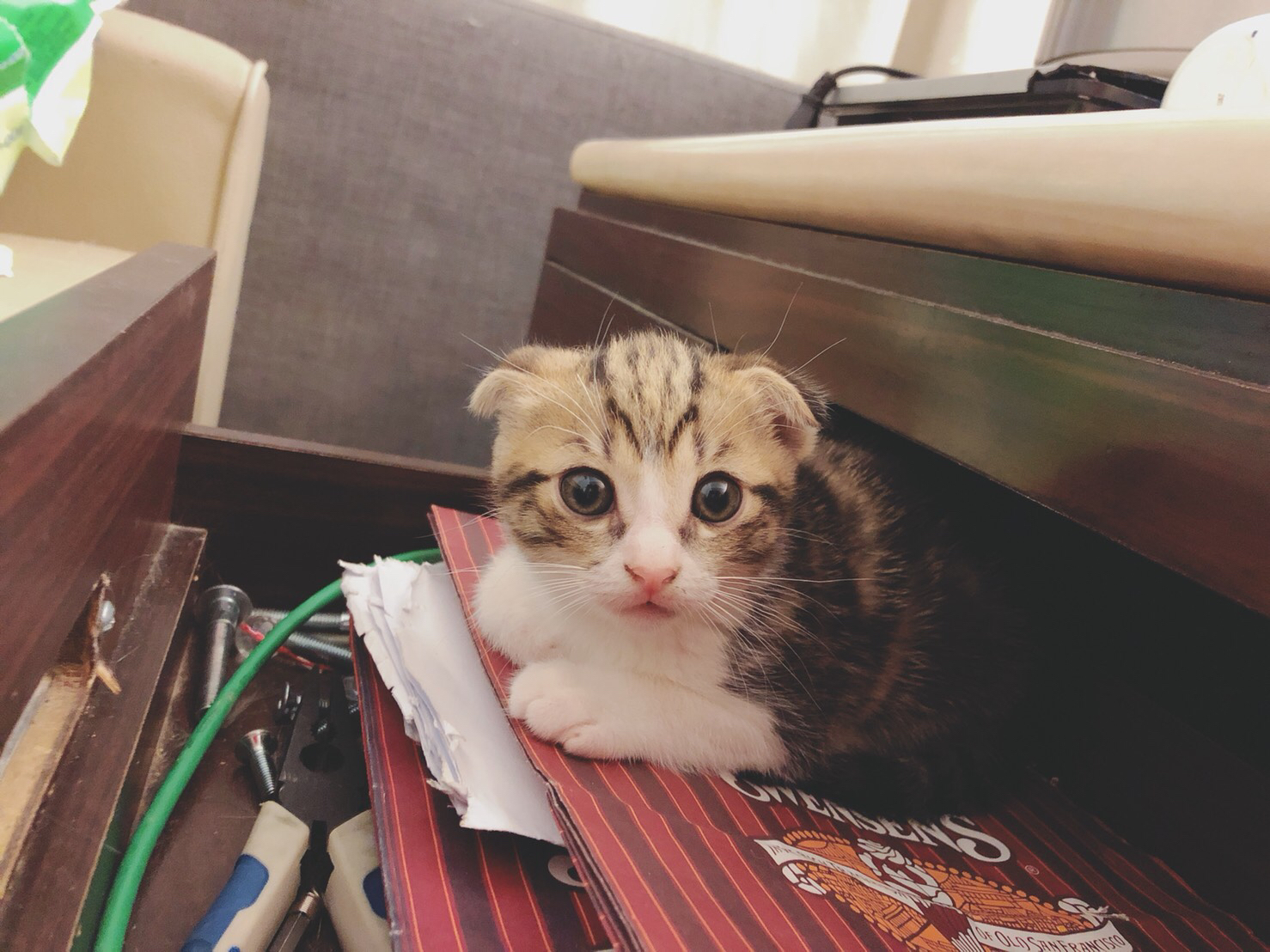 提供客廳服務的專家無