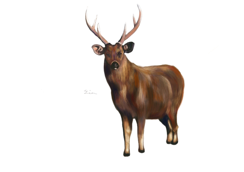 蔡馥伃 - 台灣水鹿插畫