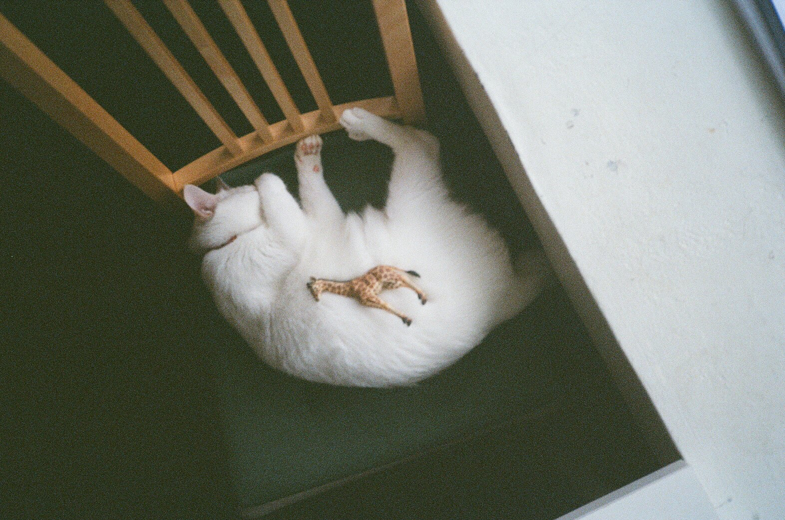 提供鳥寄宿服務的專家貓咪寄宿