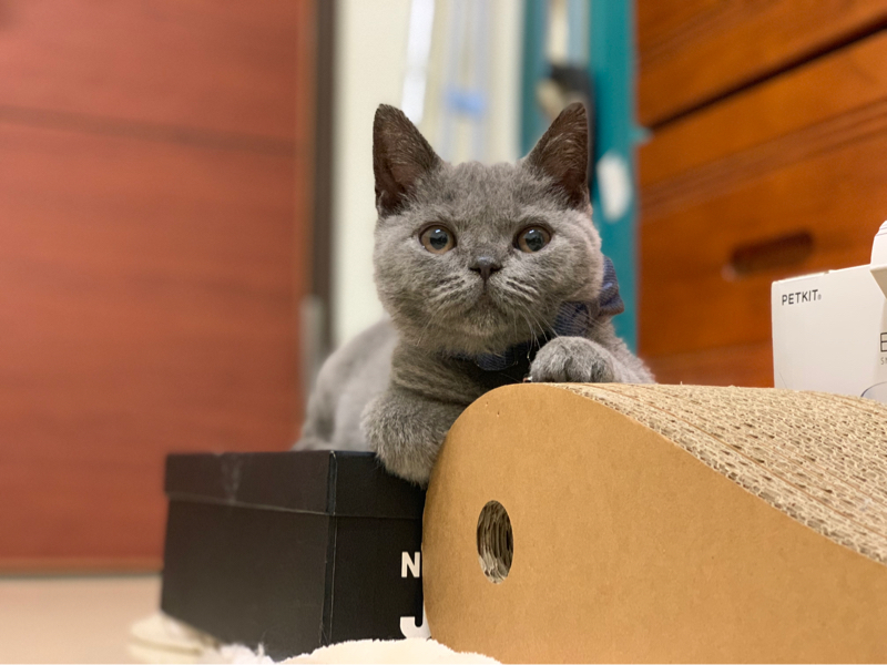 Jean - 喜歡貓咪❤️