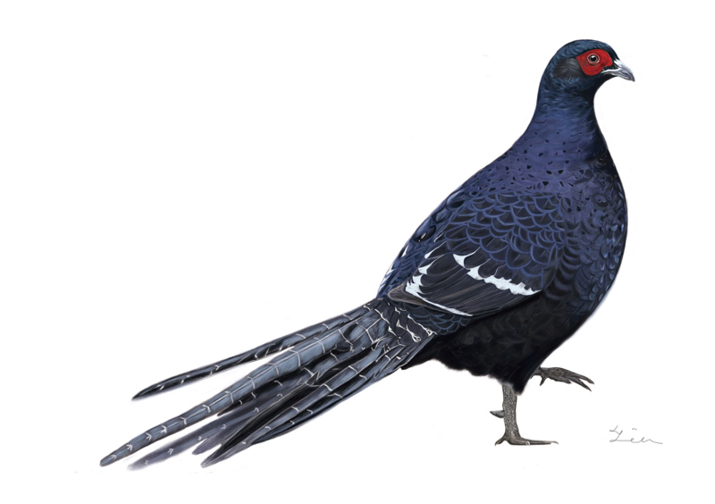 蔡馥伃 - 帝雉插畫