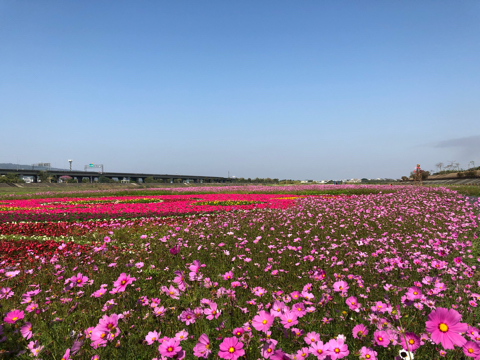 提供pro服務的專家盛案