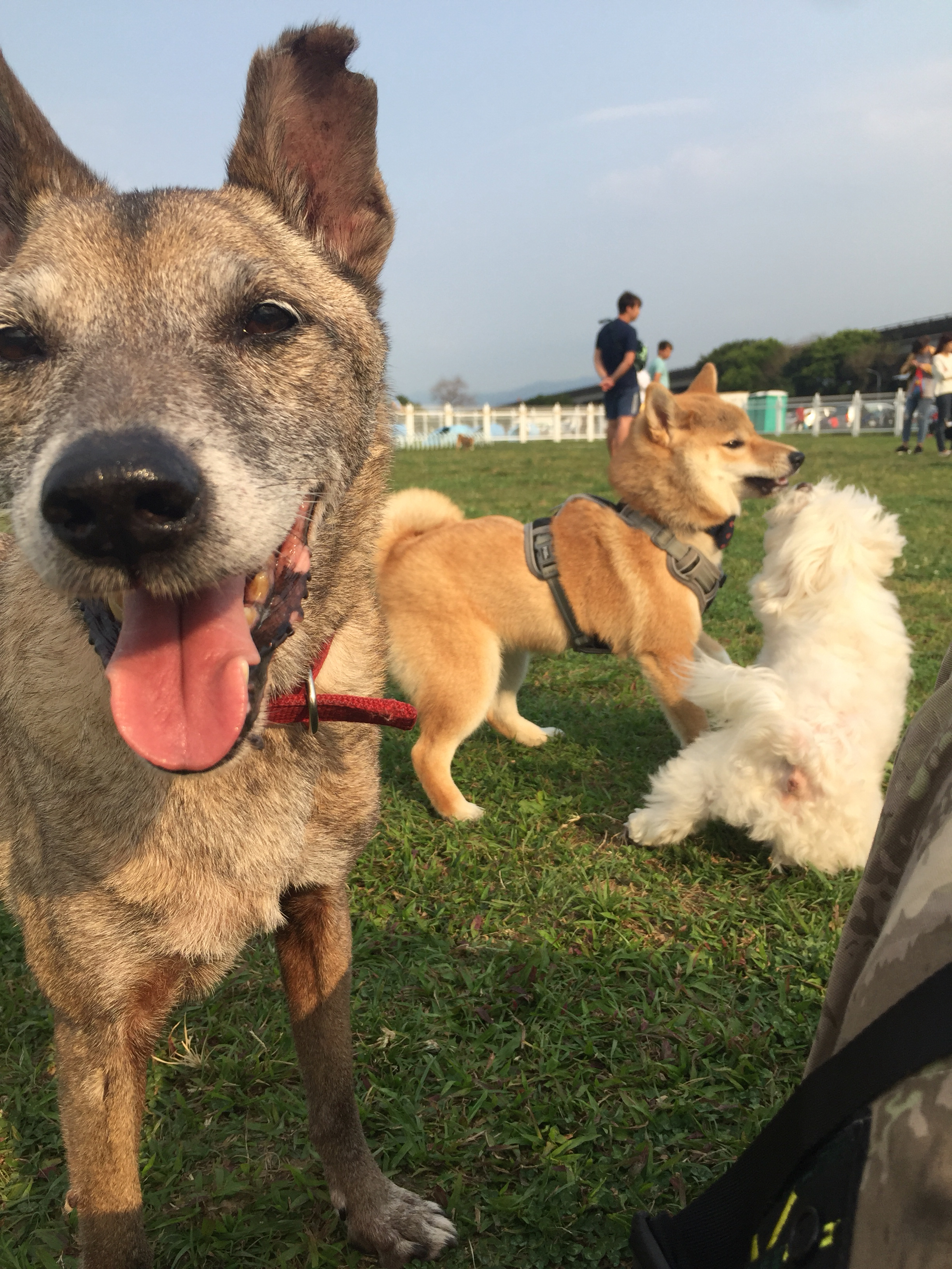 提供遛狗绳服務的專家Dogs time