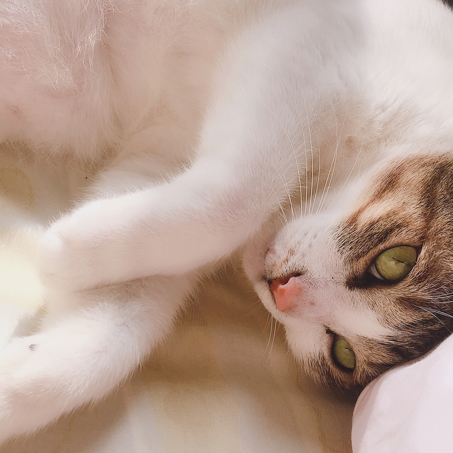 提供時間管理法則服務的專家Dice