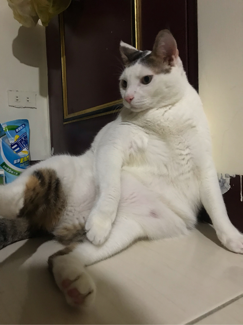 遛狗趣 - 我的家貓?