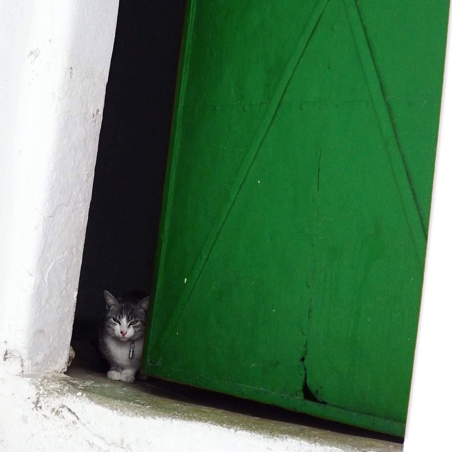 提供看板baseball服務的專家羅小綠