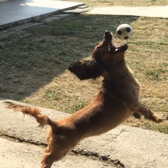 蔡桃桂代客遛狗