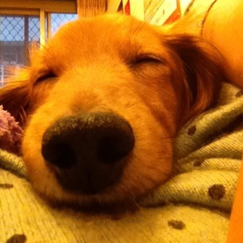 提供遛狗绳服務的專家Corey