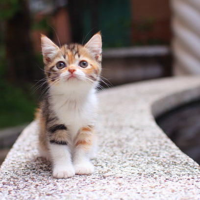 提供多平台數據分析服務的專家統計數據分析