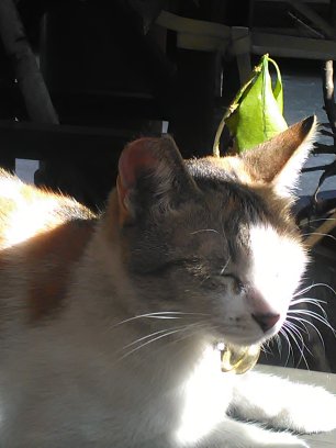 時尚舞藝國際神舞中立社團 - 