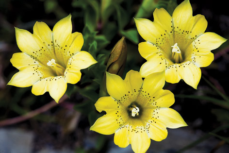 邢正康 - 植物生態