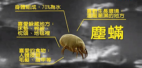 清塵除螨專家 - 近年小兒過敏比率逐年攀升,平均每3個兒童就有1人是過敏兒,常見如過敏性鼻炎、氣喘、過敏性腸胃炎、異位性皮膚炎等,醫師強調,高達9成以上過敏兒對塵蟎過敏,要預防過敏發作,最好從清除家中塵蟎做起。
先天體質+後天環境 過敏兒症狀大爆發
過敏是因先天有過敏體質,加上後天環境刺激誘發過敏症狀;一旦過敏發作就會反覆發生。 清塵除螨專家 - 近年小兒過敏比率逐年攀升,平均每3個兒童就有1人是過敏兒,常見如過敏性鼻炎、氣喘、過敏性腸胃炎、異位性皮膚炎等,醫師強調,高達9成以上過敏兒對塵蟎過敏,要預防過敏發作,最好從清除家中塵蟎做起。
先天體質+後天環境 過敏兒症狀大爆發
過敏是因先天有過敏體質,加上後天環境刺激誘發過敏症狀;一旦過敏發作就會反覆發生。