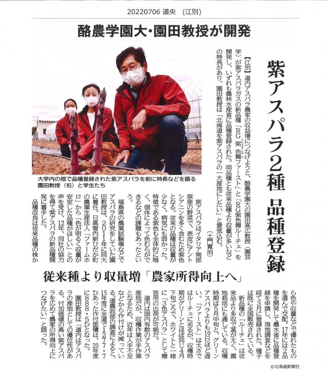 北海道新聞 紫アスパラ２種 品種登録 従来種より収量増 農家所得向上へ 酪農学園大学 農食環境学群 獣医学群
