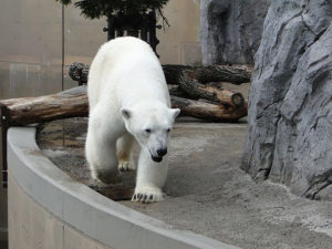 旭山動物園で動物の自然な姿が見られる!おすすめエリアを紹介