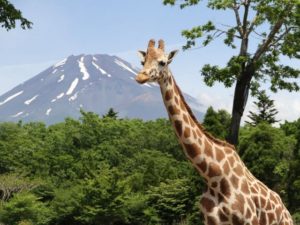 ライド型動物園である富士サファリパークの見所を紹介!