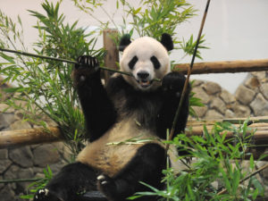 和歌山アドベンチャーワールドの魅力を紹介！