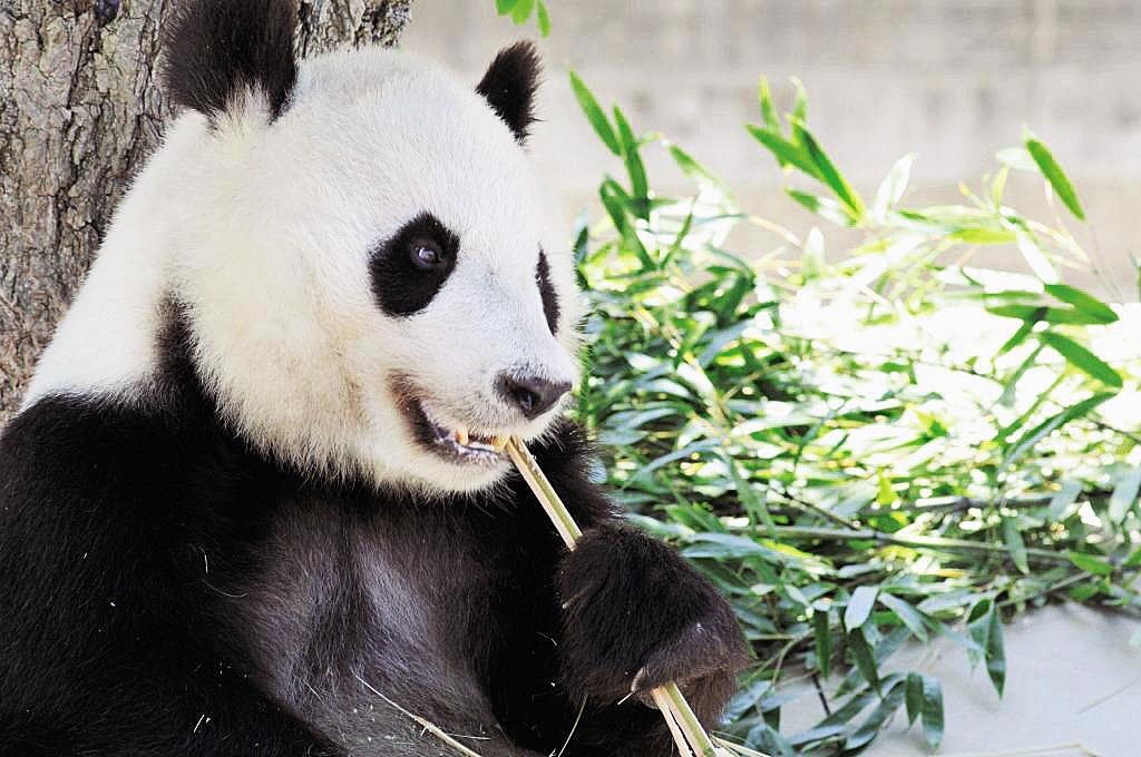 神戸市立王子動物園はパンダとコアラに会える日本唯一の場所!