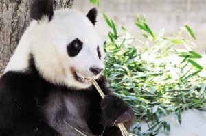 神戸市立王子動物園はパンダとコアラに会える日本唯一の場所!
