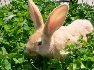 月うさぎの里の見所を紹介!うさぎとふれ合える癒やしのテーマパーク