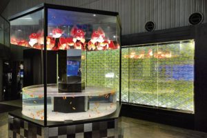 すみだ水族館の魅力を紹介！ペンギンやクラゲ、金魚に癒やされる