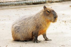 いろいろなお楽しみが詰まった遊びの宝箱!海の中道海浜公園
