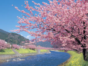 一足早く春を体感しに出掛けよう!河津桜まつり