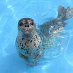 イルカやトドのパフォーマンスが人気！北海道最大級の「おたる水族館」の魅力