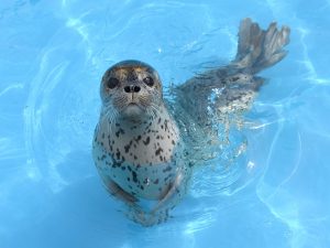 イルカやトドのパフォーマンスが人気!北海道最大級の「おたる水族館」の魅力