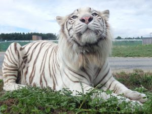 岩手サファリパークは、動物のエサやり、ゾウに乗る体験など魅力いっぱい!
