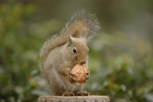 井の頭自然文化園は、放し飼いのリスやモルモットふれあい体験が人気!