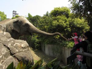 到津の森公園(北九州市)は、ゾウのエサやりなど動物とのふれあい体験が人気!
