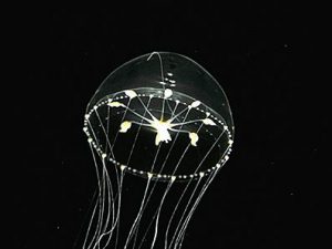 クラゲの姿に癒やされる!九十九島水族館海きららの見所