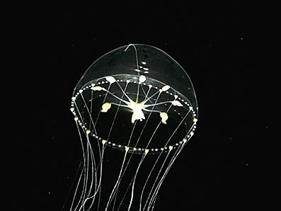 クラゲの姿に癒やされる!九十九島水族館海きららの見所