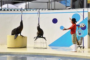 ペンギンを間近で見られる「ペンパラ」が新登場!「伊豆・三津シーパラダイス」