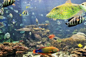 水族館でウミガメとふれあい、海中観光船から熱帯魚を眺める「串本海中公園」