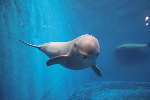 広さ・飼育種類数は日本最大規模!鳥羽水族館の見所をご紹介